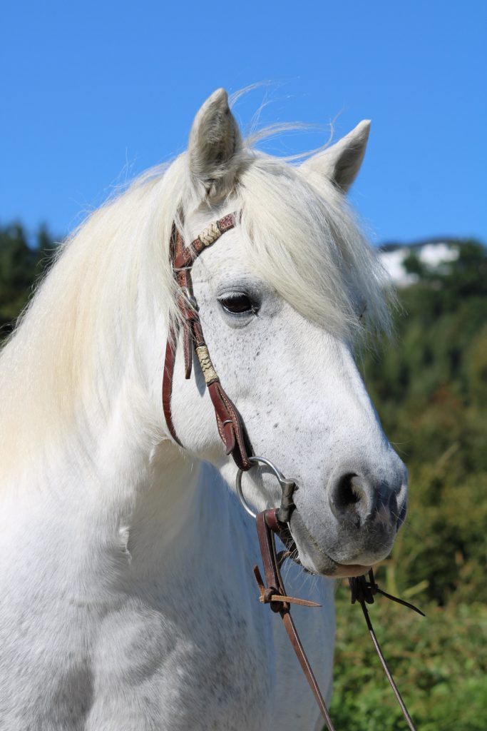Weißes Pony mit braunem Zaumzeug