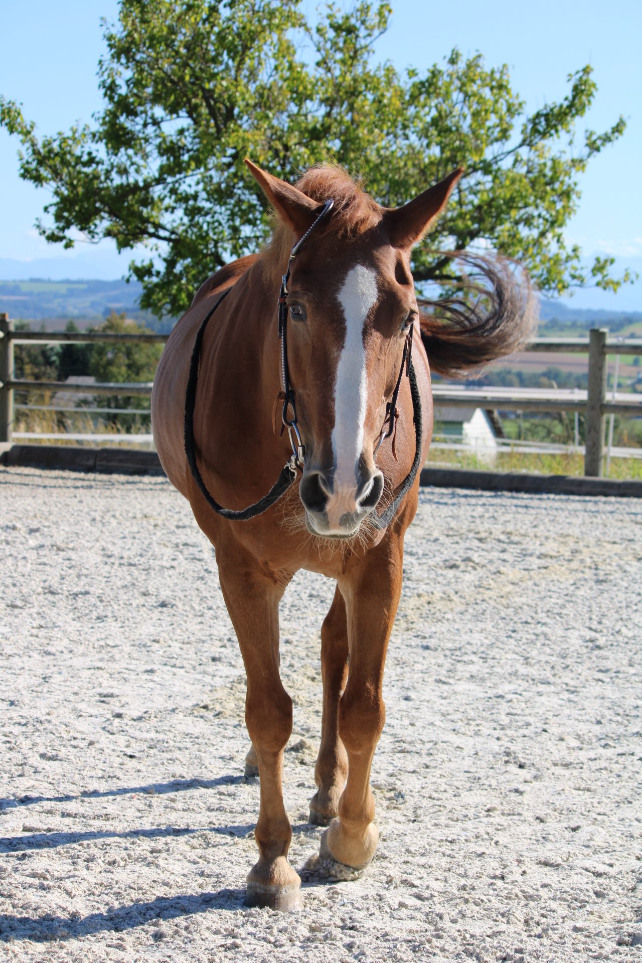 Braunes Pferd mit weißer Blesse auf Reitplatz von vorne